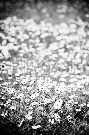 2009SUMMER_TEXTURES_GALVESTON-1020.jpg