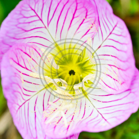 April_Challenger-1071
