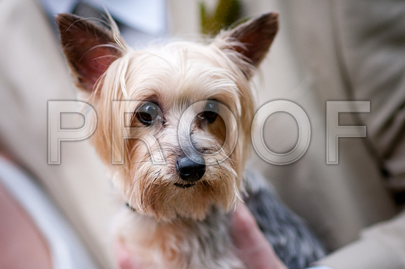Stephanie-Peter-Wedding-1057