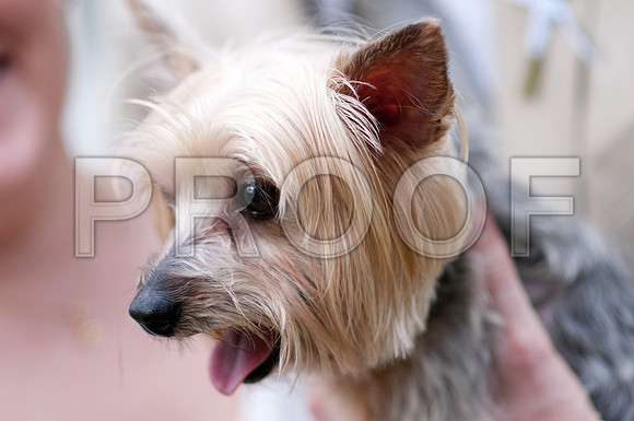 Stephanie-Peter-Wedding-1061