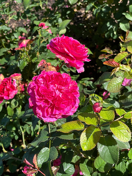 IMG_4876