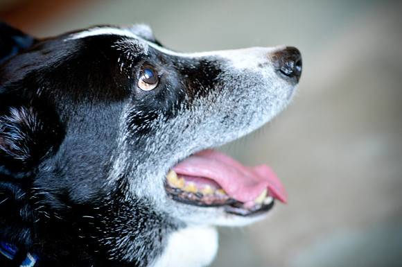 Das_Trixie_Splat-1002.jpg