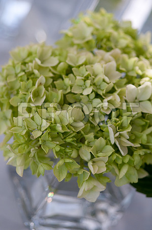 Stephanie-Peter-Wedding-1113