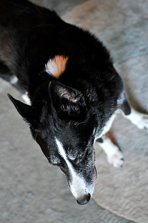 Das_Trixie_Splat-1021.jpg