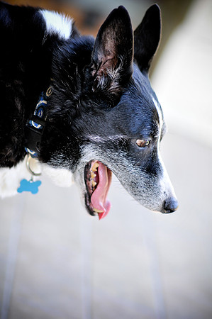 Das_Trixie_Splat-1007.jpg