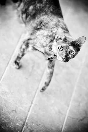 Das_Trixie_Splat-1015.jpg