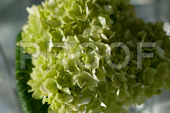 Stephanie-Peter-Wedding-1110