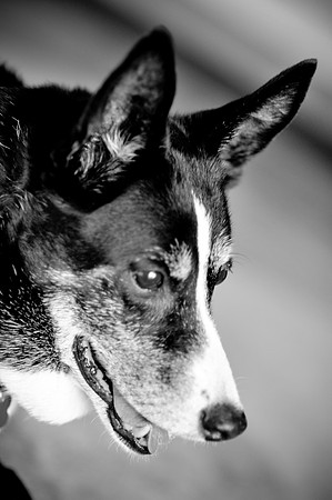 Das_Trixie_Splat-1005.jpg