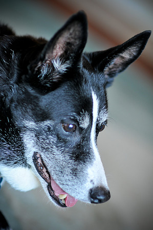 Das_Trixie_Splat-1004.jpg