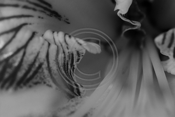 bw-1088.jpg