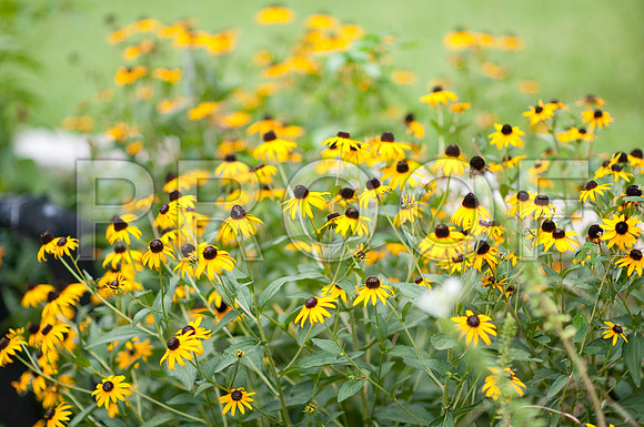 Stephanie-Peter-Wedding-1047