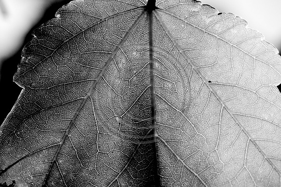 bw-1093.jpg