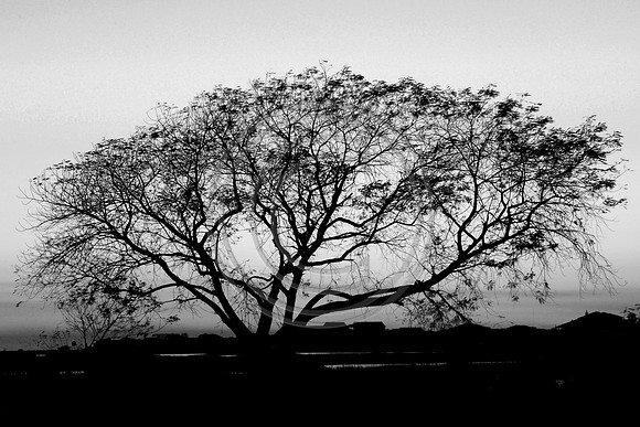 bw-1108.jpg