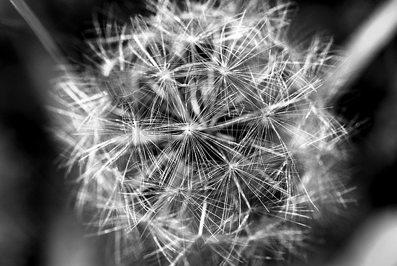 bw-1091.jpg