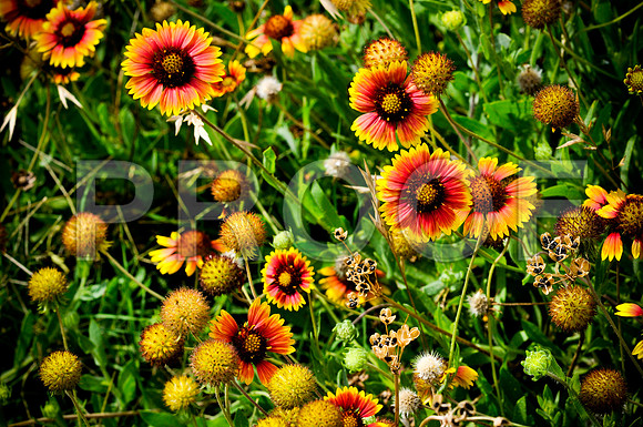 2009SUMMER_TEXTURES_GALVESTON-1016.jpg