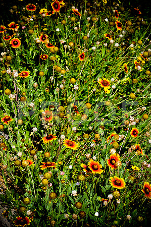 2009SUMMER_TEXTURES_GALVESTON-1009.jpg