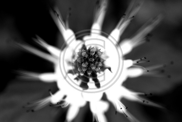 bw-1087.jpg