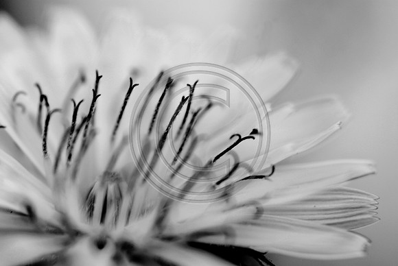 bw-1104.jpg