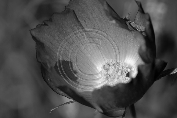 bw-1089.jpg