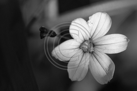 bw-1092.jpg