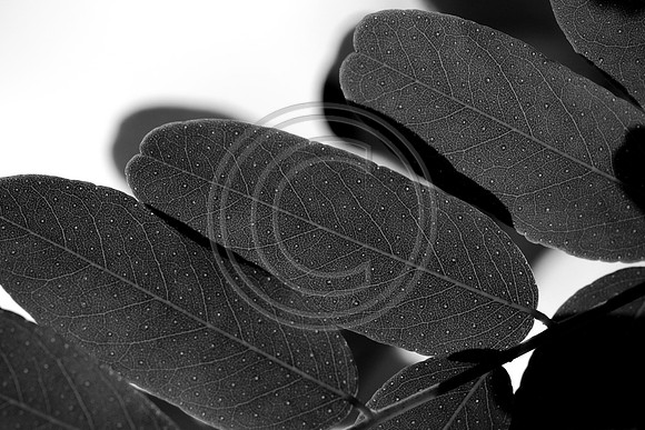 bw-1086.jpg