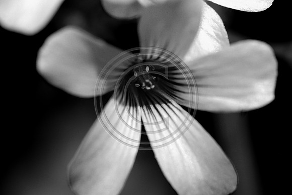 bw-1090.jpg