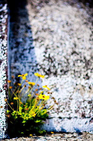 2009SUMMER_TEXTURES_GALVESTON-1023.jpg