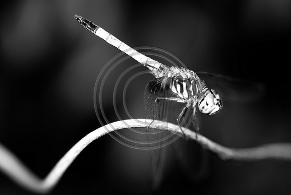 bw-1101.jpg